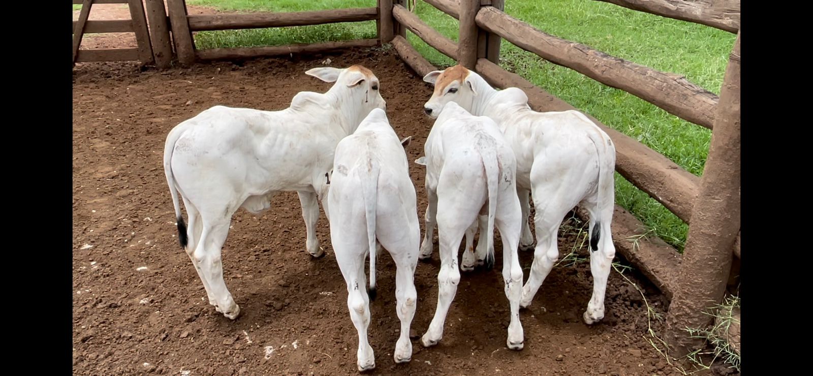 Bezerros filhos do Pontual em vacas cara-limpa, de costas, no curral